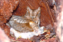 Mussol jove ("Otus scops")