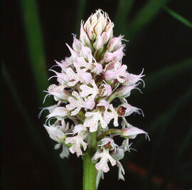 Orquídia ("Neotinea tridentata")