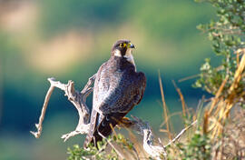 Falcó ("Falco peregrinus")