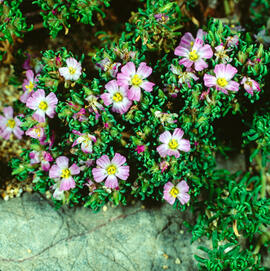 Bruc de mar ("Frankenia laevis")