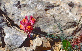 "Linaria aeruginea"