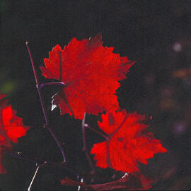Fulla de vinya ("Vitis vinifera")