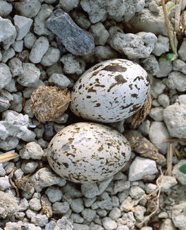 Niu de sebel·lí  ("Burhinus oedicnemus")
