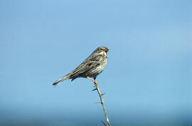 Sól·lera ("Emberiza calandra")