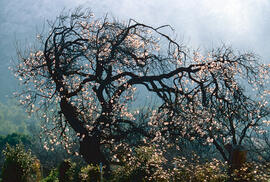 Ametller ("Prunus dulcis")