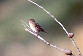 Pardal ("Passer domesticus")
