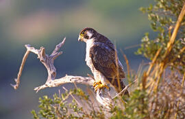 Falcó ("Falco peregrinus")