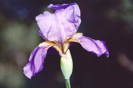 Lliri blau ("Iris germanica")