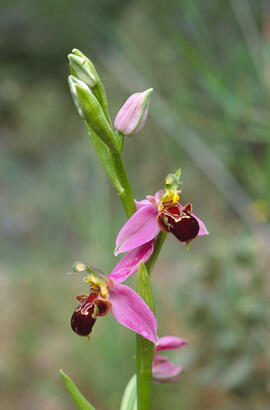 Orquídia abella ("Ophrys apifera")