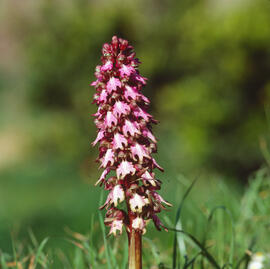 Botons de ca ("Orchis purpurea")