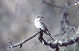 Picamosques ("Muscicapa striata")