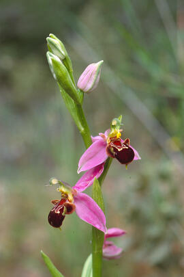 Orquídia abella ("Ophrys apifera")