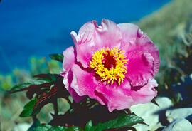 Peònia ("Paeonia mascula")