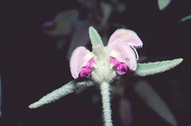 Matagall ("Phlomis purpurea")