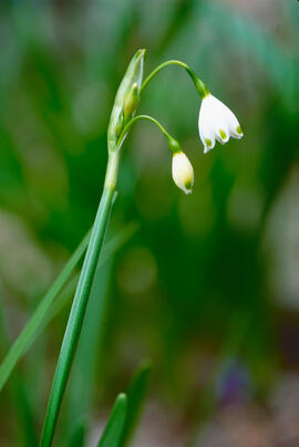 Assa ("Leucojum aestivum")