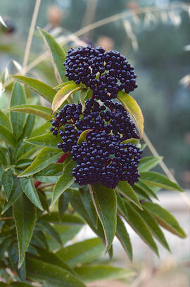 Saüc ("Sambucus nigra")
