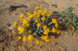 Ramell de Sant Ponç ("Helichrysum stoechas")