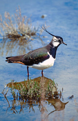 Jua ("Vanellus vanellus")