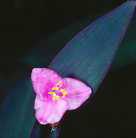 Pallida ("Tradescantia pallida")