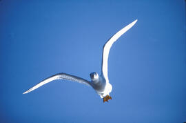 Gavina ("Larus michahellis")