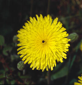 Pelosella ("Pilosella officinarum")
