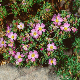 Bruc de mar ("Frankenia laevis")