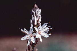 Albó de muntanya ("Asphodelus albus")