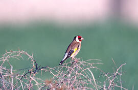 Cadernera ("Carduelis carduelis")
