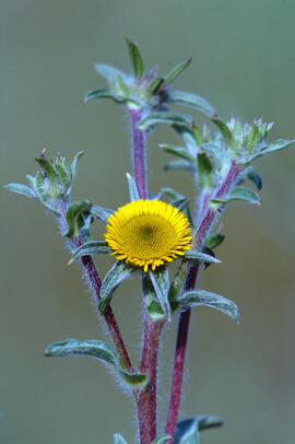 Gravit ("Pallenis spinosa")