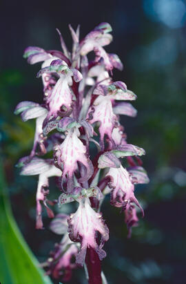Orquídia piramidal ("Anacamptis pyramidalis")