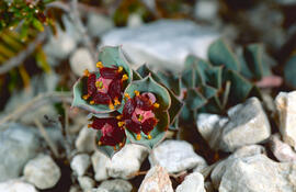 Floreta de pastor ("Euphorbia rigida")