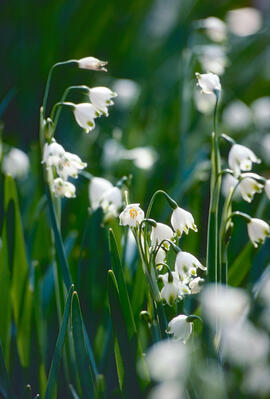 Assa ("Leucojum aestivum")