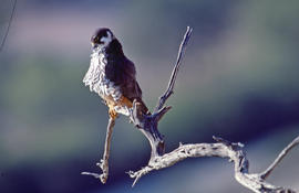 Falcó ("Falco peregrinus")