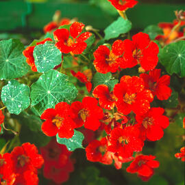 Caputxina petita ("Tropaeolum minus")