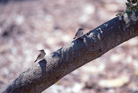 Picamosques ("Muscicapa striata")