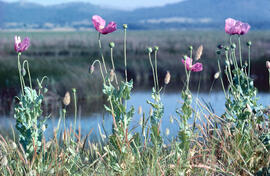 Cascall ("Papaver somniferum")