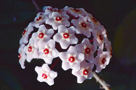 Flor de cera ("Hoya carnosa")