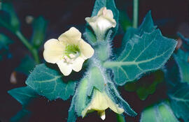 Capseta ("Hyoscyamus albus")