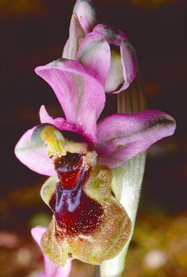 Mosca vermella ("Ophrys tenthredinifera")