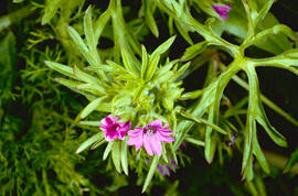 Gerani ("Geranium dissectum")