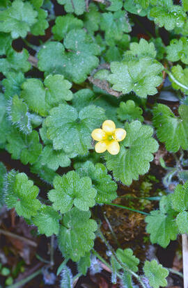 Botó d'or ("Ranunculus weyleri")