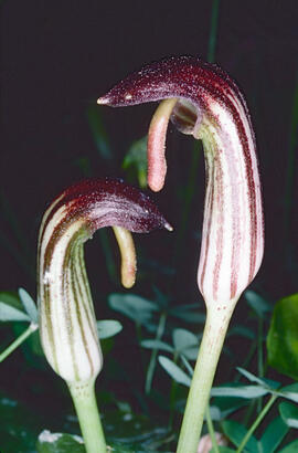 Llengua de frare ("Arisarum vulgare")