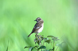 Vitrac jove ("Saxicola torquatus")