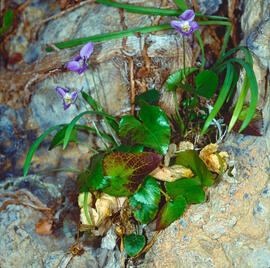 "Viola reichenbachiana"