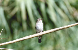 Picamosques ("Muscicapa striata")