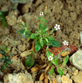 "Silene gallica"