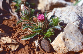 Enreixada ("Atractylis cancellata")