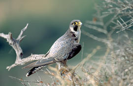 Falcó ("Falco peregrinus")