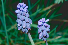 All de bruixa ("Muscari neglectum")