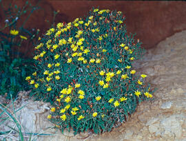 Coixinet de monja ("Launaea cervicornis")